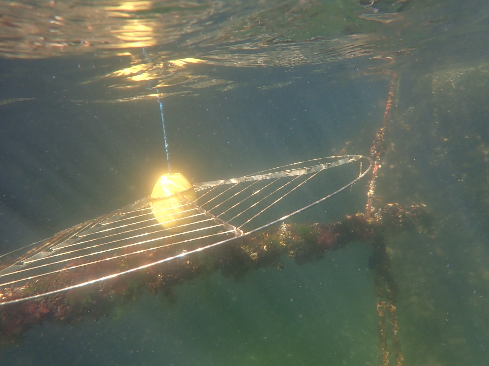 Cultivation frame seen underwater, sunlight breaking through the surface above it