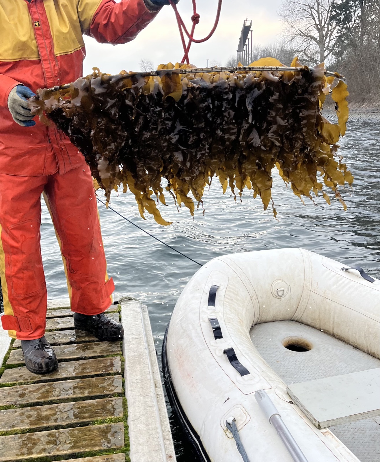 Cultivation frame full of sugar kelp, lifted out of the water next to a boat, Kiel