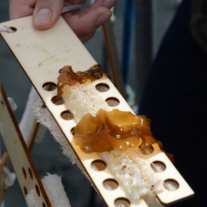 Hand holding a laser-cut wooden plate with a sponge strip and brown, jelly-like growth on it